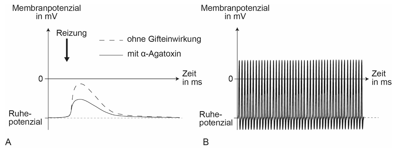 Membranpotenzial über Zeit: links einzelne Depolarisation (mit/ohne α‑Agatoxin), rechts viele aufeinanderfolgende Aktionspotenziale.